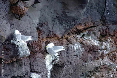 Bild auf Leinwand seagulls sitting in corners of a cliff