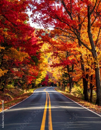 Autumn forest road with vibrant fall foliage.