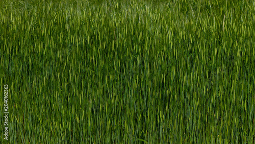 Photos A monochromatic agricultural backdrop composed of fresh green barley ears growing densely and uniformly
