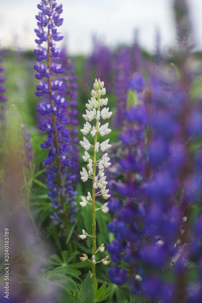 Obraz premium Field of purple lupines in a summer meadow