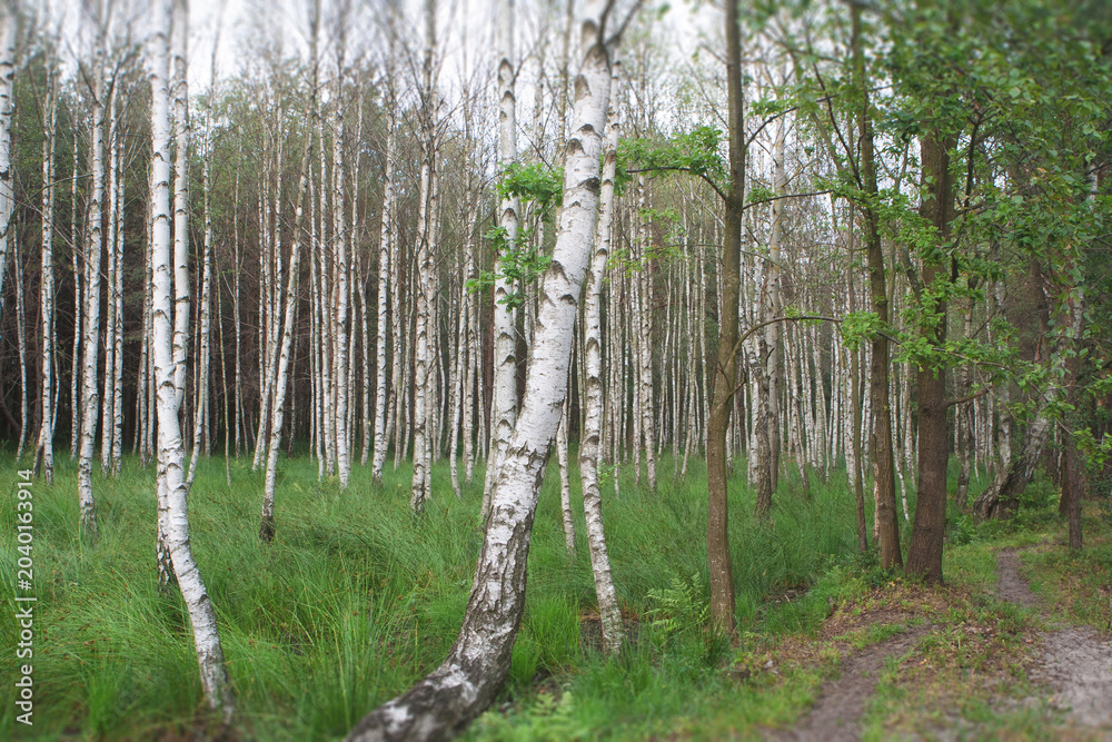 Obraz premium Silver birch grove with lush green grass in Ukraine