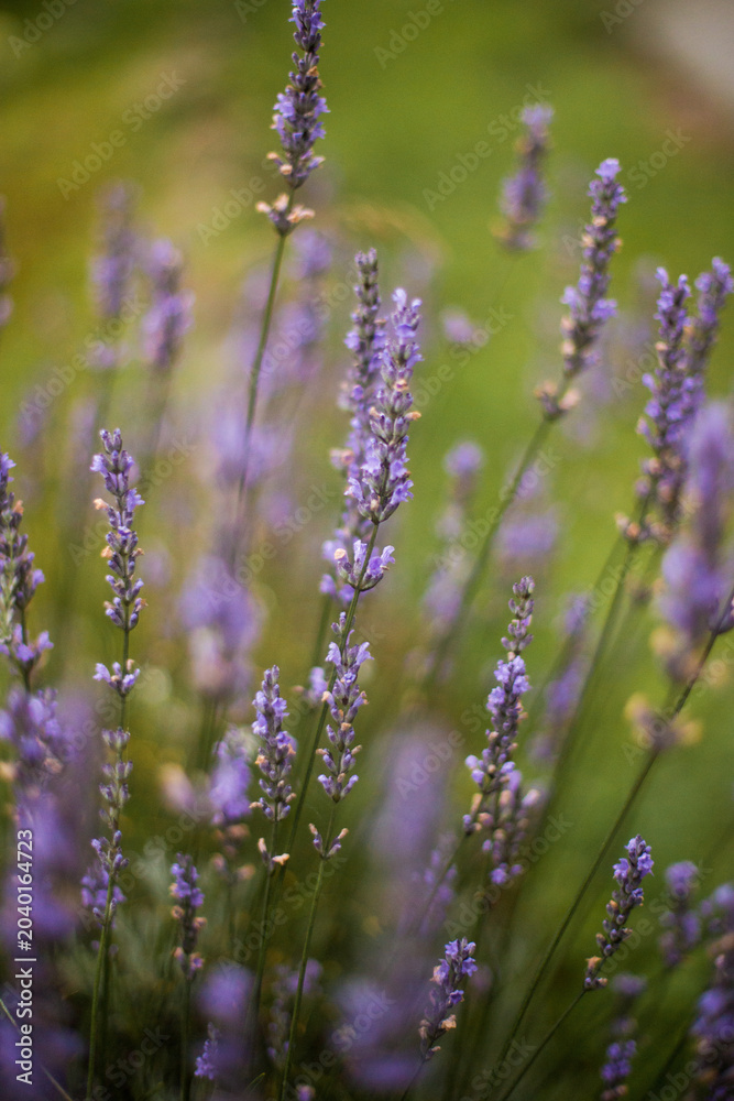 Obraz premium close up of beautiful purple lavender flowers in sunlight