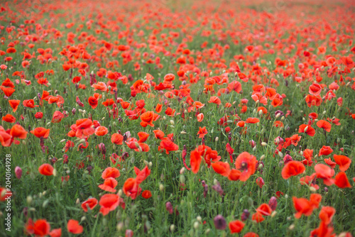 Photos Abundant field of wild red poppies
