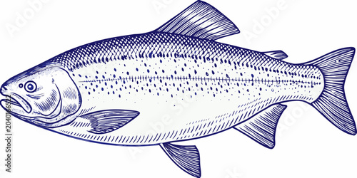 Tableau sur toile Detailed Salmon Engraving A Vintage Style Illustration On White Background