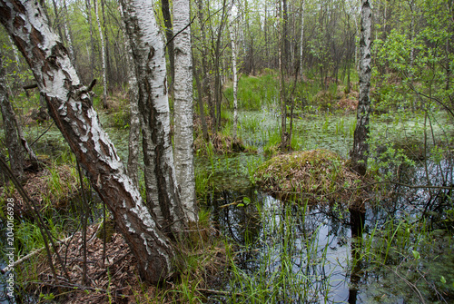 Birch tree trunks in the foreground of a flooded swamp forest in springtime.