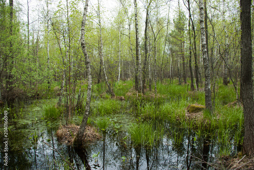 Fresh green grass and birch trees growing in a wild swamp water.