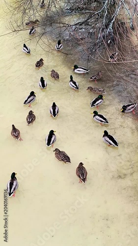 Flock of Mallard Ducks in Yellowish Water — Wildlife Background for Films