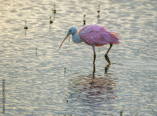 Quadro em tela Roseatte Spoonbill bird feeding in salt water lagoon shallows at  Merrit Island