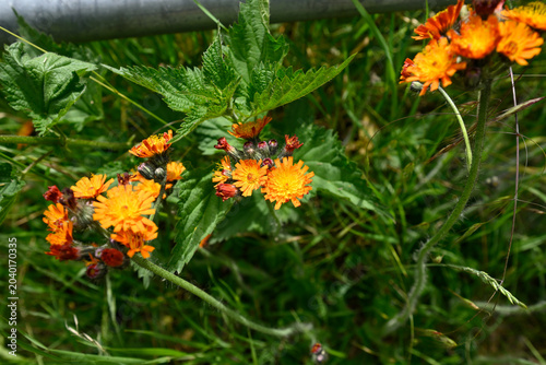 Blooming devil's Paintbrush.. Blossom details of Hieracium aurantiacum.