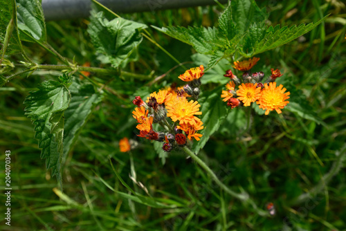 Blooming devil's Paintbrush.. Blossom details of Hieracium aurantiacum.