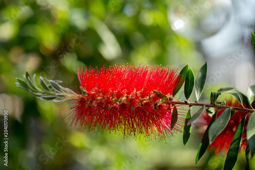 Close up of a Red bottlebrush flower - Callistemon -  in full flower lit by natural sunlight