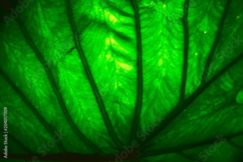 Konstfotografi hoja verde desde abajo