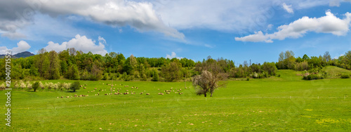 Panoramic view of a green meadow with a grazing flock of sheep under a blue sky
