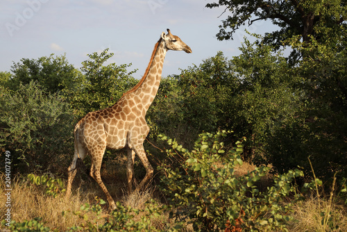 Canvas-taulu Giraffe / Giraffe / Giraffa camelopardalis