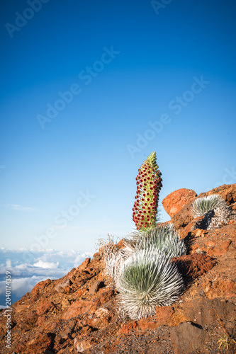 Silversword Plant in Full Bloom Rising Above Volcanic Crater Rim Against Blue Sky, Haleakala, Maui, Hawaii, USA