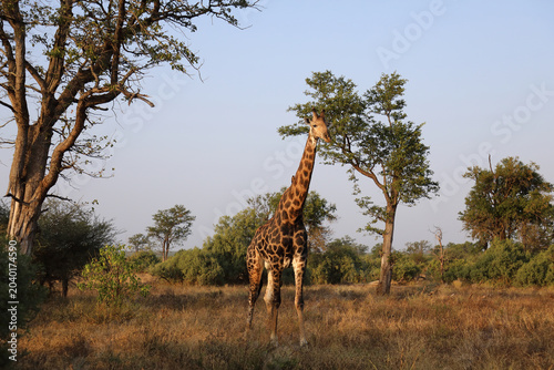 Foto Giraffe / Giraffe / Giraffa camelopardalis
