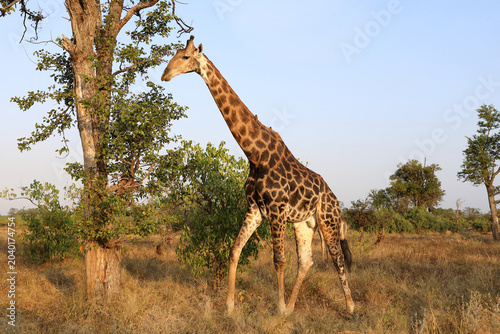 Foto Giraffe / Giraffe / Giraffa camelopardalis