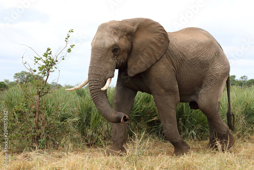 Canvas Print Afrikanischer Elefant / African elephant / Loxodonta africana