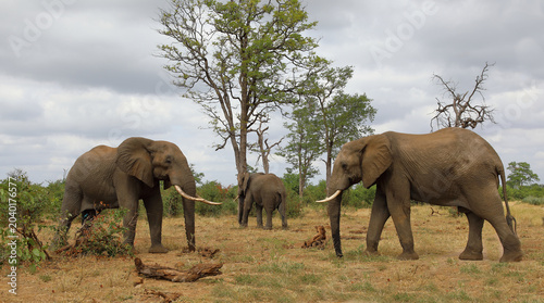 Photography Afrikanischer Elefant / African elephant / Loxodonta africana