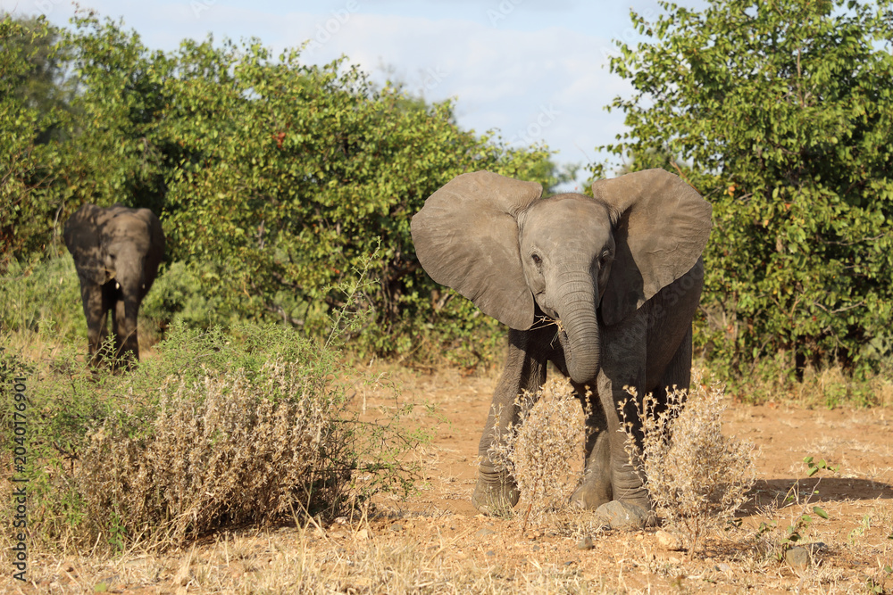 Obraz premium Afrikanischer Elefant / African elephant / Loxodonta africana