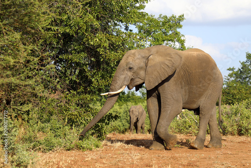 Afrikanischer Elefant / African elephant / Loxodonta africana