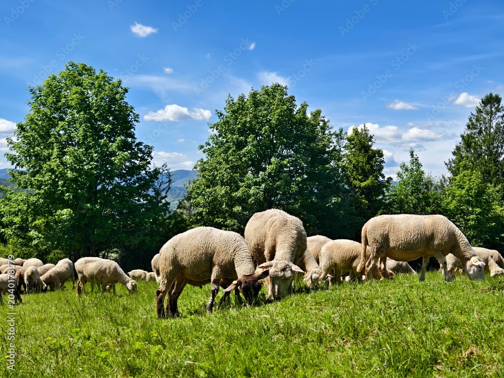 Obraz premium flock of sheep on a mountain pasture