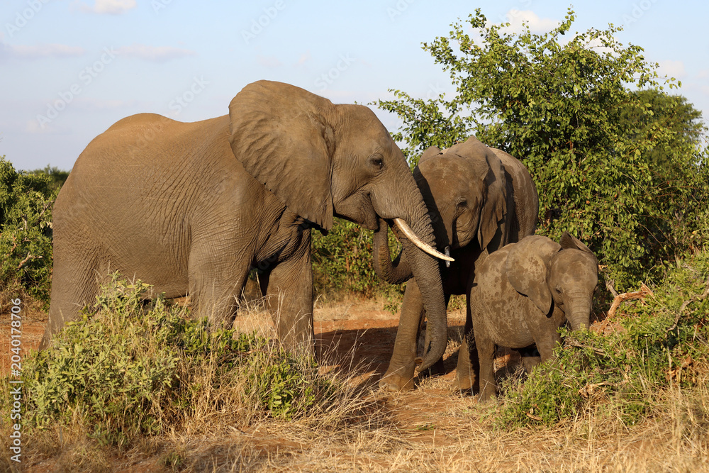 Fototapeta premium Afrikanischer Elefant / African elephant / Loxodonta africana