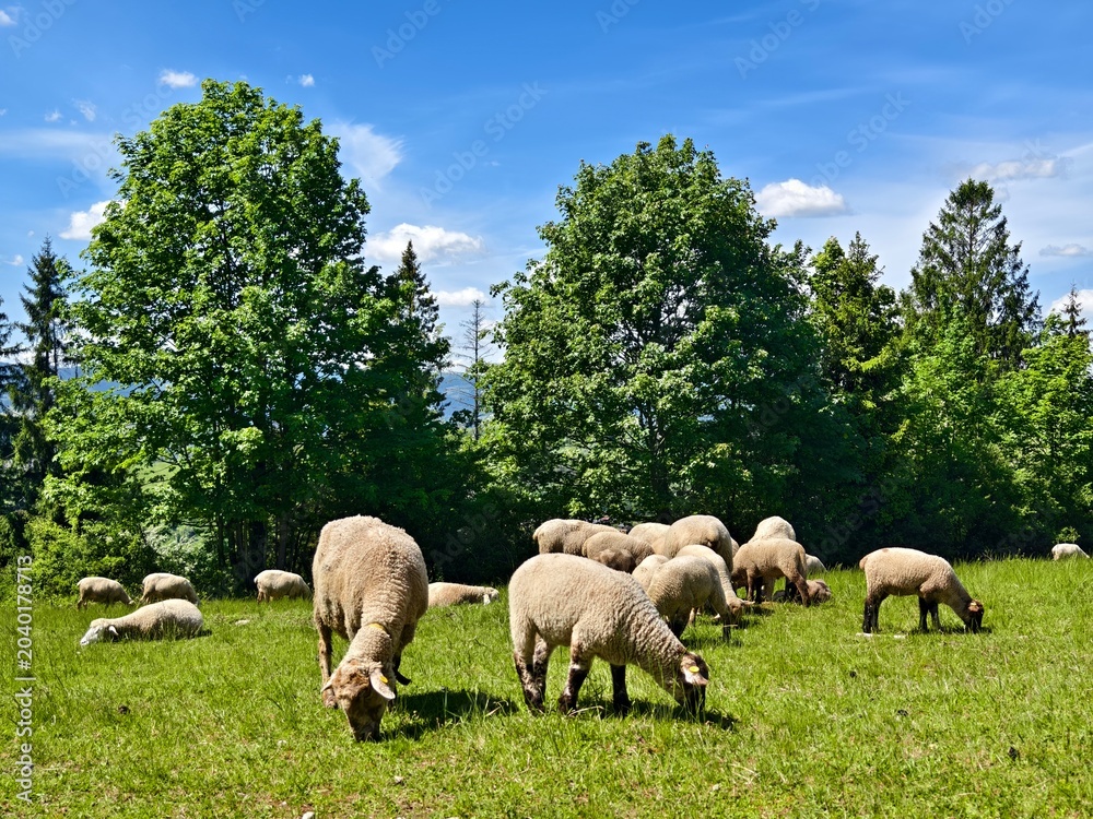 Fototapeta premium flock of sheep on a mountain pasture