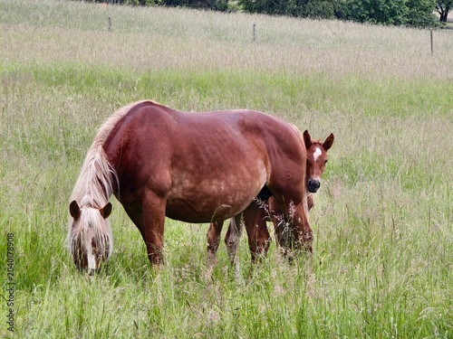 mare with foal grazing in tall grass