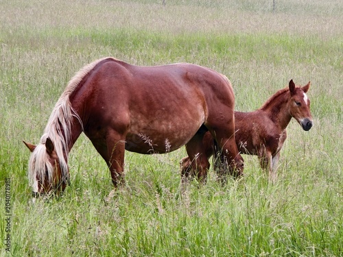 mare with foal