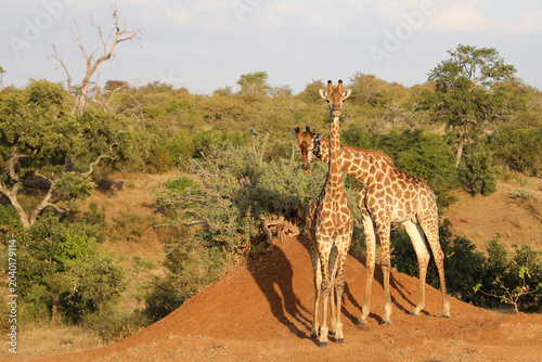 Foto Giraffe / Giraffe / Giraffa camelopardalis