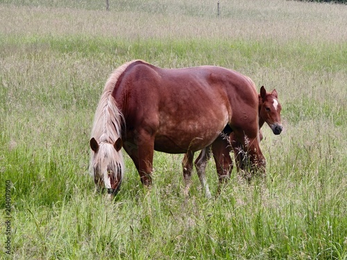 mare with foal grazing in tall grass
