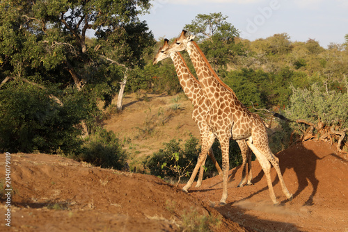 Foto Giraffe / Giraffe / Giraffa camelopardalis