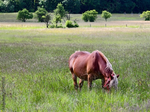 horse grazing in tall grass