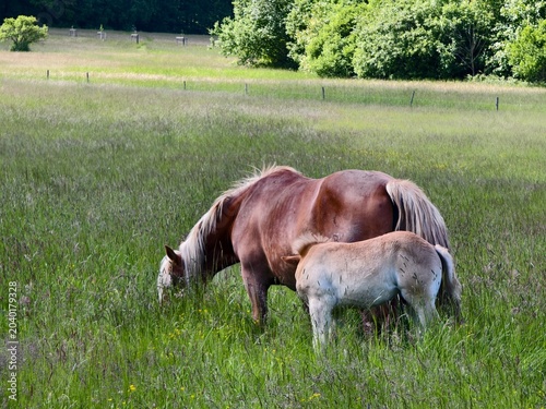 mare with foal grazing in tall grass