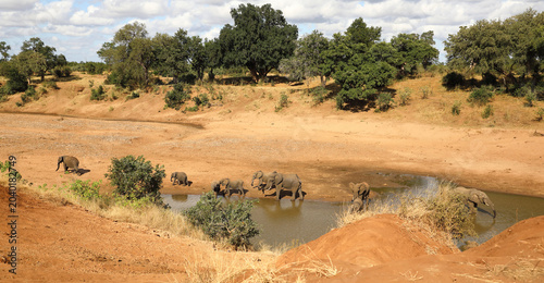 Canvas Print Afrikanischer Elefant am Mphongolo River/ African elephant at Mphongolo River /