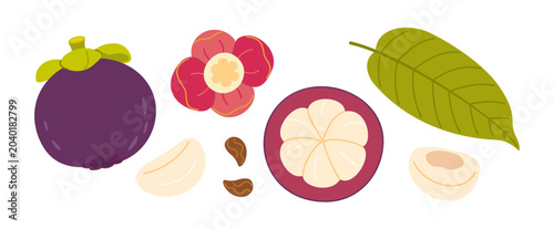 Photos Mangosteen vector clipart set