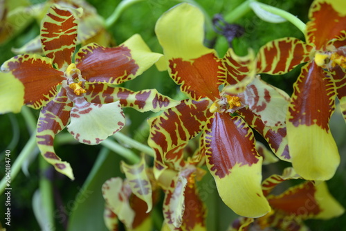 Tableau sur toile Orchids simulating they are something else