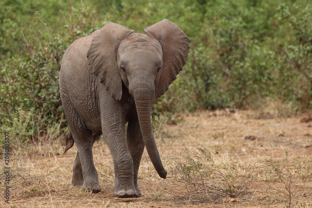 Fototapeta premium Afrikanischer Elefant / African elephant / Loxodonta africana