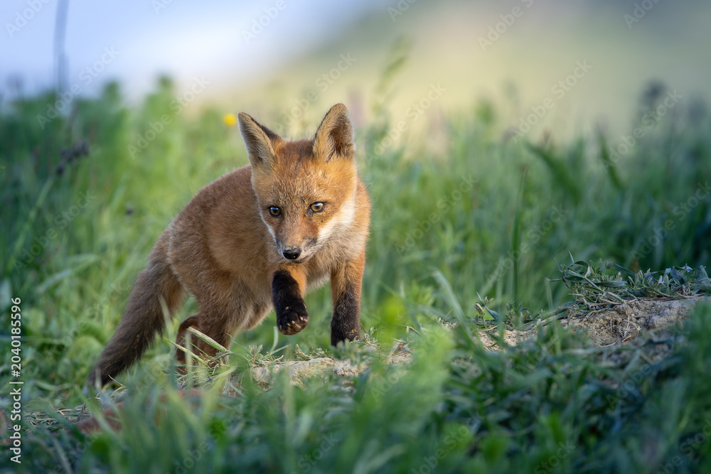 Naklejka premium cute fox cub approaching through green grass