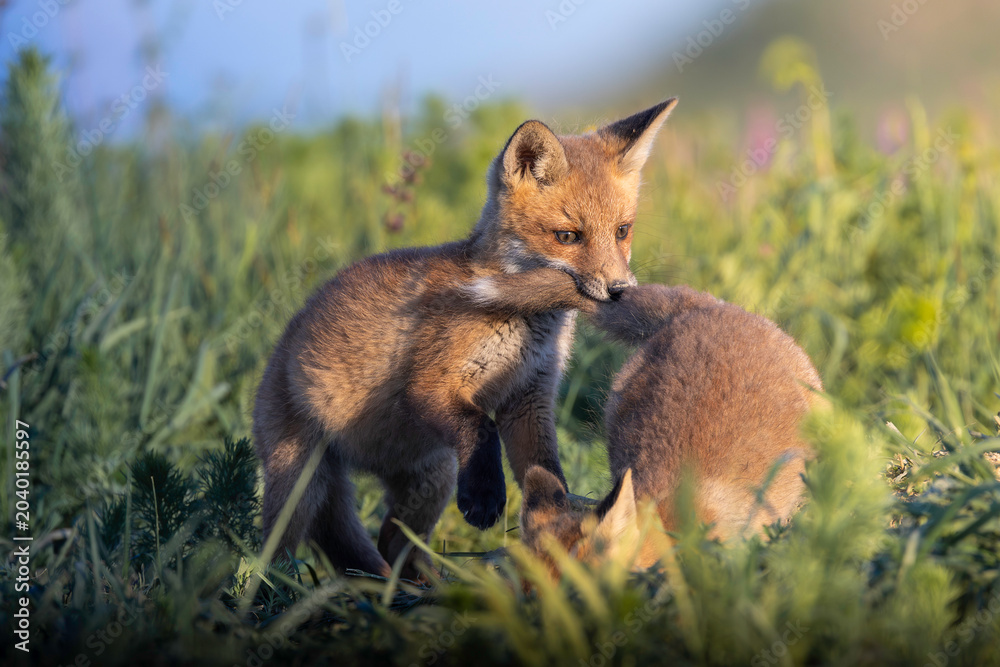 Naklejka premium playful fox cubs interacting in golden light