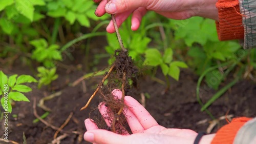 Hands holding a dug up ground elder root system with dirt in a garden; conceptual for weeding invasive plants, horticulture maintenance, and backyard gardening in spring