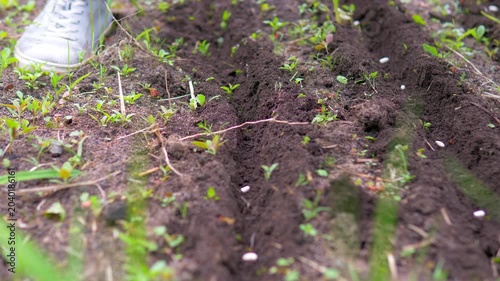Hand holding a single white bean seed over dark soil while planting a vegetable garden in spring; conceptual for organic farming, sustainability, and homegrown agriculture