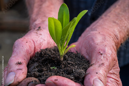 Senior hands holding small green plant symbolizing new life