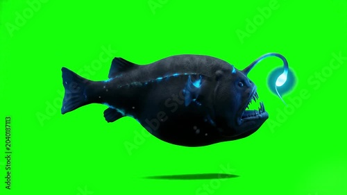 A housing 3D animated deep-sea anglerfish swimming forward with its glowing bioluminescent lure on a solid green backdrop. This high-detail asset is tailored for fantasy films, marine biology document