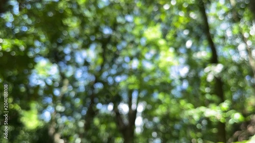 Defocused green forest canopy with bokeh light through tree leaves
