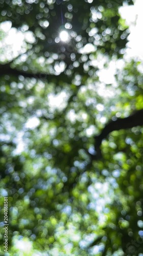 Blurred green forest canopy bokeh background slow rotation looking up