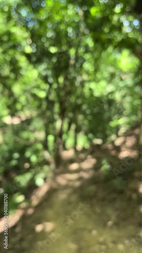 Blurred green forest path bokeh background for nature and relaxation