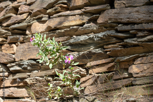 Tableau sur toile A resilient wild plant with delicate pinkish-purple flowers thrives at the base of a rugged, layered schist masonry wall