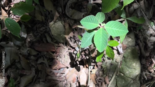 Young green plant growing among fallen leaves on forest floor